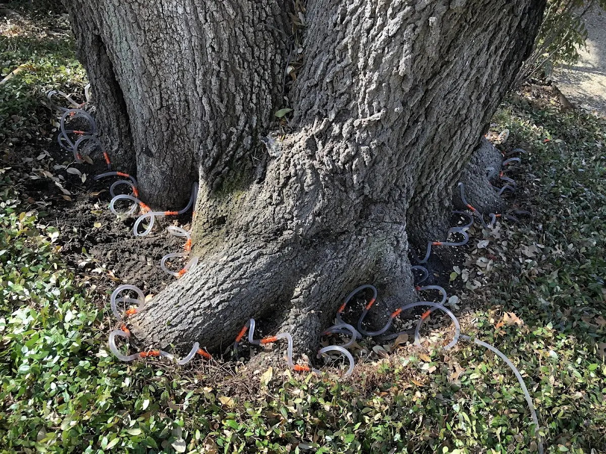 Detailed Tree Cabling and Bracing job site in Smyrna